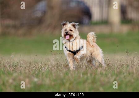 Scruffy Mixed-Breed Dog Playing Outdoors Stock Photo