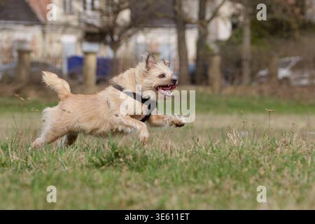 Scruffy Mixed-Breed Dog Playing Outdoors Stock Photo