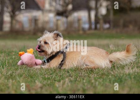 Scruffy Mixed-Breed Dog Playing Outdoors Stock Photo