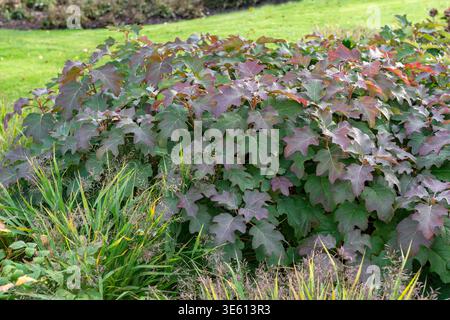 Eichenblatt-Hortensie Hydrangea quercifolia Burgundy  McPHRM *** Oakleaf hydrangea Hydrangea quercifolia Burgundy McPHRM McPHRM  RECORD DATE NOT STATE Stock Photo