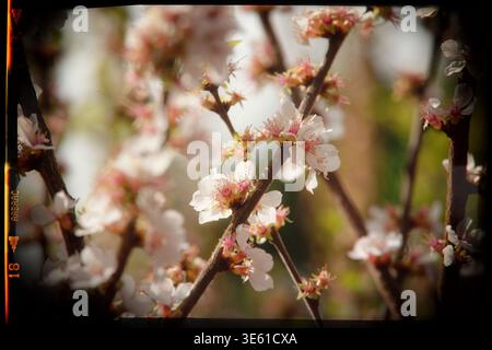 Delicate white and pink cherry blossoms bloom on dark branches in a sun-drenched spring garden, horizontal composition with soft bokeh and copy space. Stock Photo
