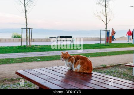An orange tabby cat sits loafed on a wooden picnic table at a seaside park promenade, gazing toward the ocean as pedestrians pass by at dusk, creating Stock Photo