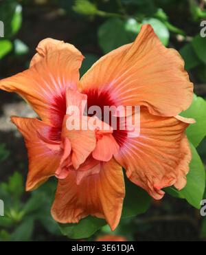 Double flowering hibiscus bloom (Hibiscus rosa-sinensis) in warm apricot and coral tones with deep crimson centre, tropical garden. Stock Photo