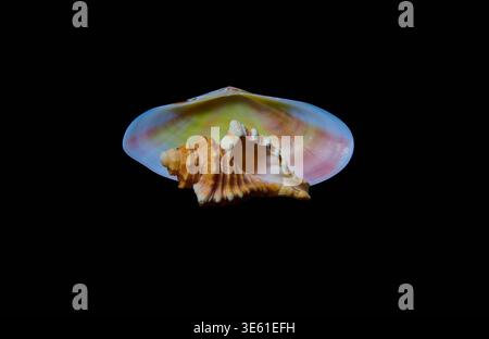 A small conch shell with a colorful scallop shell in the background. Stock Photo