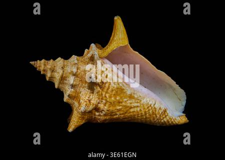 A conch shell on a black background. Stock Photo