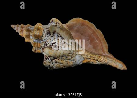 A large conch shell on a black background. Stock Photo