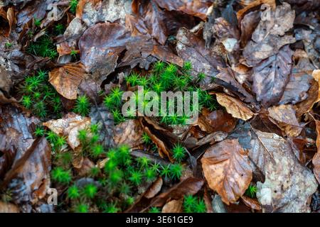 Vibrant green moss and wet fallen autumn leaves on the forest floor in Cornwall woodland Stock Photo
