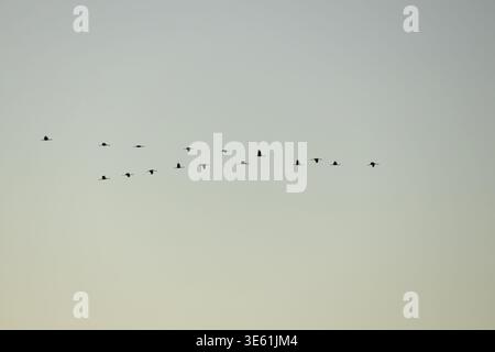 Common crane (Grus grus) sixteen adult birds in flight in a flock silhouette at sunset, Cambridgeshire, England, United Kingdom Stock Photo