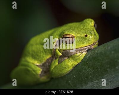 Close-up of a bright green tree frog resting on a leaf, showing its textured skin and golden eyes in warm light Stock Photo