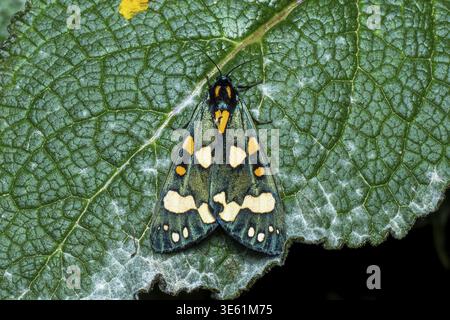 Beautiful bear (Callimorpha dominula), night shot sitting on leaf, North Rhine-Westphalia, Germany Stock Photo