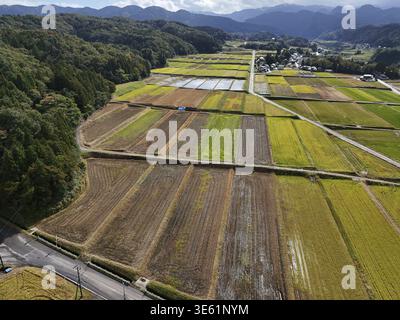 A large field of crops is shown from above. The sky is clear and the sun is shining brightly. The field is full of different types of crops, including Stock Photo