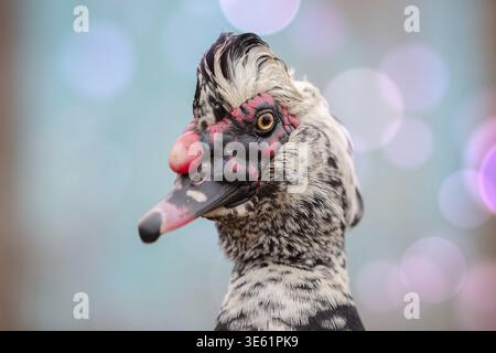 A close-up of the head of an important spotted muscovy duck. It looks at the camera, its thoughts unknown Stock Photo