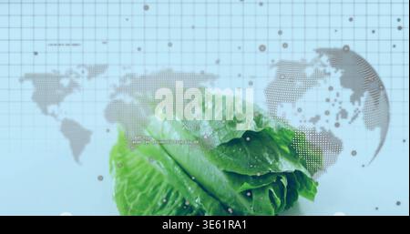 Displaying fresh romaine lettuce head showing water droplets on pale surface, with dotted world map Stock Photo