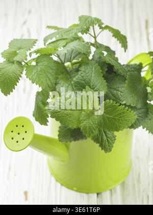 Organic Melissa. Sprigs of fresh lemon balm in a decorative vase. Spicy greens. Selective focus Stock Photo