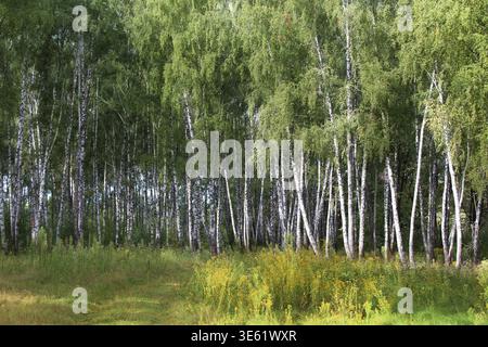 Lush green forest path winding through birch trees on a sunny day Stock Photo