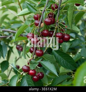 Sauerkirsche, Sauerkirsche Prunus cerasus Rubellit  McPHRM *** Sour cherry, sour cherry Prunus cerasus Rubellit McPHRM McPHRM  RECORD DATE NOT STATED Stock Photo