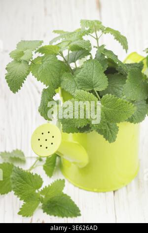 Organic Melissa. Sprigs of fresh lemon balm in a decorative vase. Spicy greens. Selective focus Stock Photo