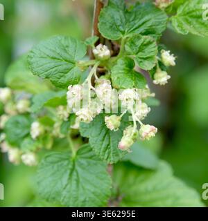 Schwarze Johannisbeere Ribes nigrum Titania  McPHRM *** Blackcurrant Ribes nigrum Titania McPHRM McPHRM  RECORD DATE NOT STATED Stock Photo
