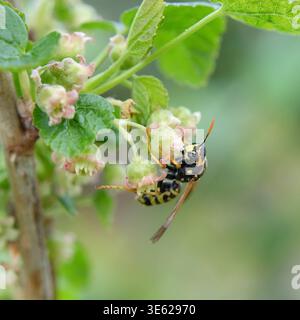 Gallische Feldwespe Polistes dominula, Schwarze Johannisbeere Ribes nigrum Titania , Gallische Feldwespe Polistes dominula, Vespula germanica McPHRM * Stock Photo