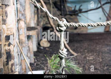Close‑up of a thick rope tied in a knot at the Wildpark Neuwied am Rhein in Germany, showing detailed rope fibers and natural outdoor textures. Stock Photo
