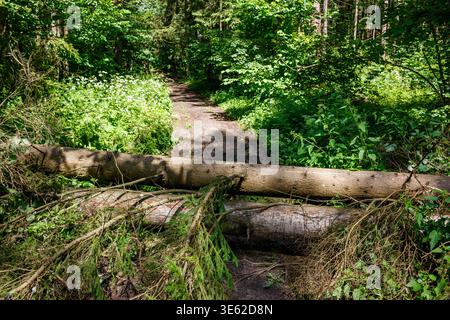 Fallen trees in the forest block a walking path Stock Photo