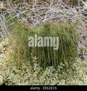 taxus media hicksii wikipedia Taxus x media 'Hicksii' – Majestic Trees