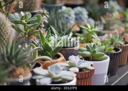 Succulents in small pots at a plant market display Stock Photo