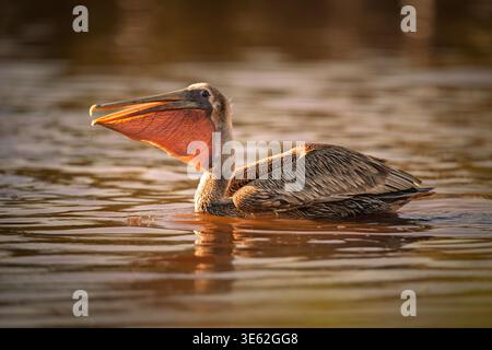 Brown pelican (Pelecanus occidentalis) stretching its gular pouch in golden morning light, Florida. Stock Photo