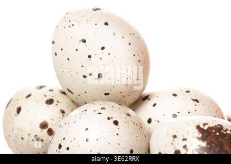 Quail spotted eggs isolated macro with white background Stock Photo