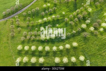 Flowering cherry trees in an orchard near Arisdorf in the canton of Basel-Landschaft. Stock Photo