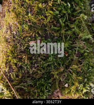 Close-up of vibrant green moss on a log with scattered leaves and twigs in a forest setting Stock Photo
