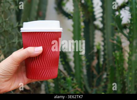 A red cup of warmth held against the quiet resilience of cactus green Stock Photo