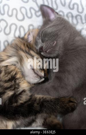 Indoor Scene of Kittens Resting Side by Side in Affectionate Embrace. Two kittens sleeping closely together on a patterned blanket, one gray and one t Stock Photo