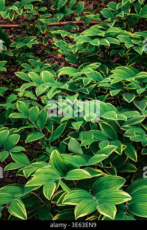 Background with bright, saturated green leaves, abstract background Stock Photo