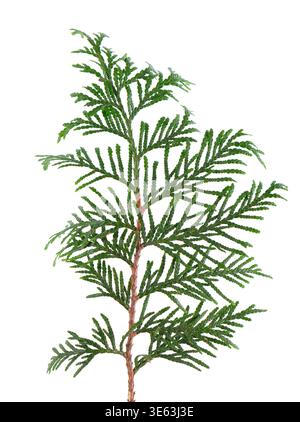 Thuja branch isolated on white background. Branch of green orientalis leaves. Clipping path. Stock Photo