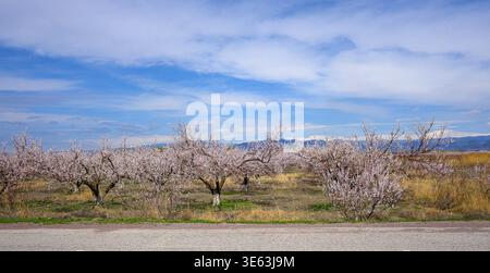 Rows of blooming almond trees line a quiet country road. Sky above is bright blue with soft, wispy clouds. Trees display pale pink flowers against gre Stock Photo