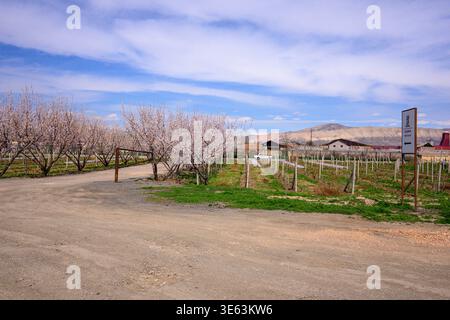 Dirt road winds past blooming almond trees under a blue sky with scattered clouds. Rustic wooden fence lines the path toward distant hills and a small Stock Photo