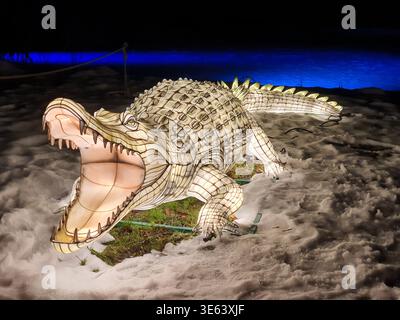 A large illuminated crocodile lantern sculpture displayed outdoors at night. The sculpture features an open mouth with detailed teeth, textured Stock Photo