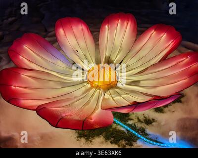 A large, illuminated artificial flower sculpture resembling a cosmos or daisy, featuring gradient-colored petals that transition from deep red and Stock Photo