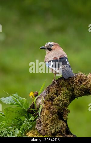 Jay, Garrulus Glandarius, perched on a circular mossy log, Scotland, UK Stock Photo