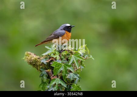 Male Redstart, Phoenicurus phoenicurus, perched on a an ivy covered tree stump. Scotland, UK Stock Photo