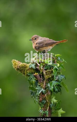 Female redstart, Phoenicurus phoenicurus, perched on a an ivy covered tree stump. Scotland, UK Stock Photo