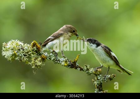 Male and female pied flycatcher, Ficedula hypoleuca, perched on a lichen covered branch courtship feeding, Scotland, UK. Stock Photo