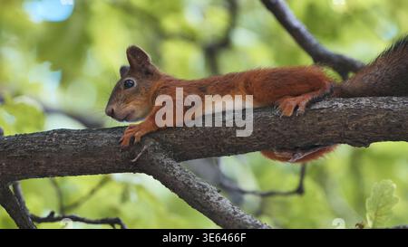Cute red squirrel resting lazily on a tree branch with a green bokeh background Stock Photo