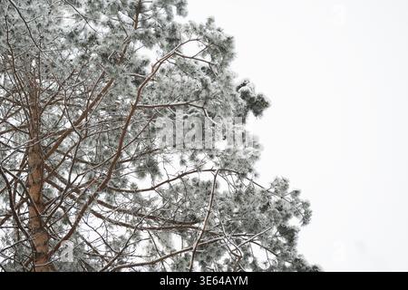 Snow-covered pine tree branches with hoarfrost against a pale winter sky. Stock Photo
