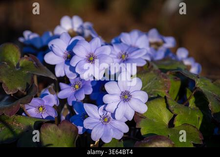 Hepatica × media ‘Ballardii’ flowers in soft blue tones blooming in early spring, surrounded by textured green leaves. Close-up of blue liverleaf. Stock Photo