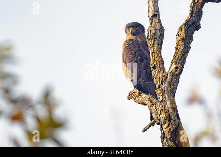 Crested serpent eagle (Spilornis cheela) from  Jim Corbett NP, Uttharakhand, northern India. Stock Photo