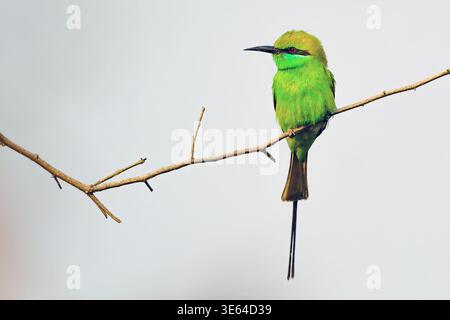 Green bee-eater (Merops orientalis) from Jim Corbett NP, Uttharakhand, northern India. Stock Photo