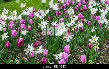 Close up of a flower bed full of colourful tulips and daffodils in East Sussex in Spring 2026 Stock Photo