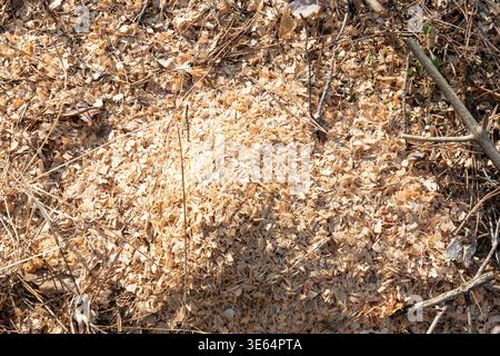 Pile of fresh wood sawdust in forest natural texture woodworking waste material close view Stock Photo